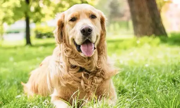 Dog to good home