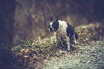Dog Dung Done a house cleaning service - Photo 3