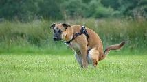 Dog Dung Done a house cleaning service - Photo 4