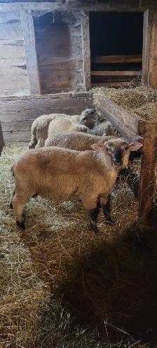 Lambs Available