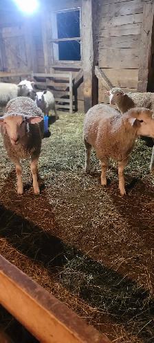 Lambs Available - Photo 2