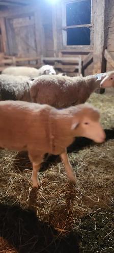 Lambs Available - Photo 3