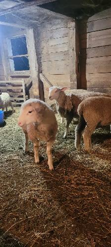 Lambs Available - Photo 4