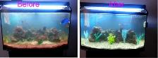 AQUARIUM - FISH TANK SVC - Photo 2