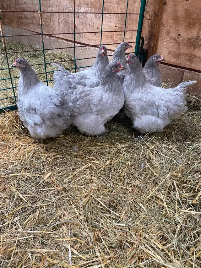 Lavender Orphington Pullets