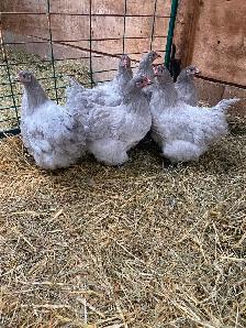 Lavender Orphington Pullets