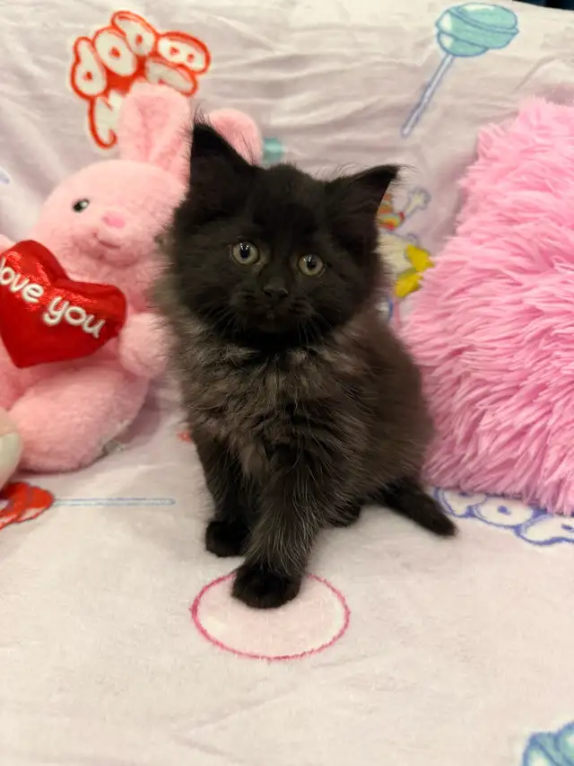 •••⭐️❤️ Siberian Kittens ❤️⭐️•••(647) 362-8118