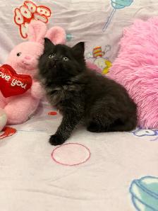 •••⭐️❤️ Siberian Kittens ❤️⭐️•••(647) 362-8118 - Photo 2