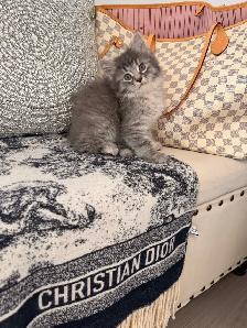 •••⭐️❤️ Siberian Kittens ❤️⭐️•••(647) 362-8118 - Photo 3
