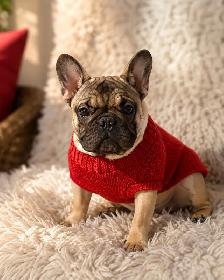 French bulldog