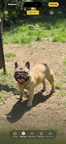 French bulldog - Photo 2