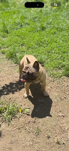 French bulldog - Photo 3