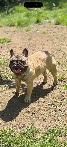 French bulldog - Photo 4