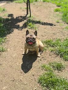 French bulldog - Photo 5