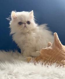 Ready to Go Purebred Persians - Photo 2