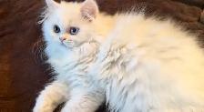 Ready to Go Purebred Persians - Photo 4