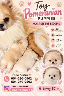 Toy Pomeranian Puppies