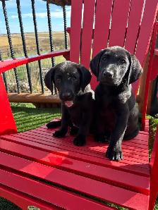 American Lab Puppies - Ready to go