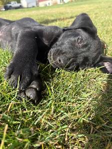 American Lab Puppies - Ready to go - Photo 2
