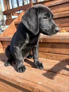 American Lab Puppies - Ready to go - Photo 3