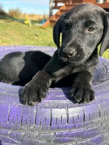 American Lab Puppies - Ready to go - Photo 4