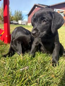 American Lab Puppies - Ready to go - Photo 5