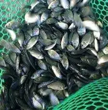 NILE TILAPIA FINGERLINGS AVAILABLE!