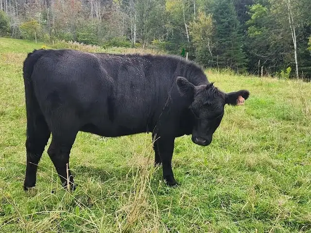 BEEF X LOWLINE HEIFERS