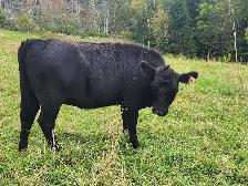 BEEF X LOWLINE HEIFERS