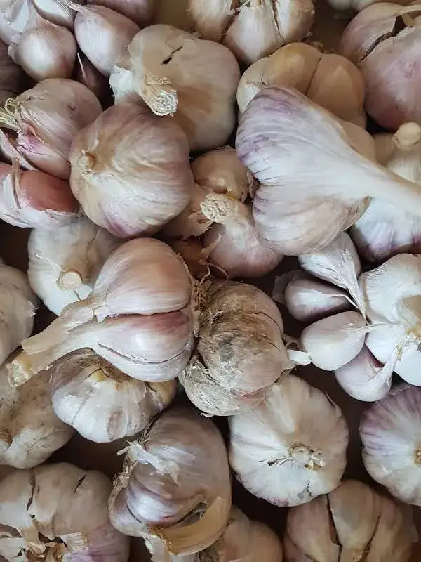 garlic seed