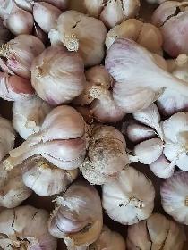 garlic seed - Photo 2