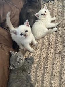 Scottish fold Siamese
