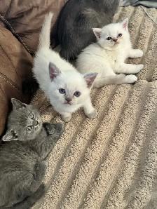 Scottish fold Siamese - Photo 2