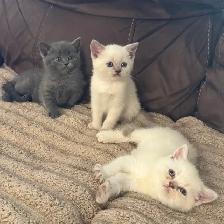 Scottish fold Siamese - Photo 3