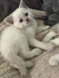 Scottish fold Siamese - Photo 5