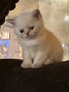 Scottish fold Siamese - Photo 6