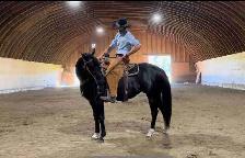 Horse Training