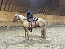 Horse Training - Photo 2