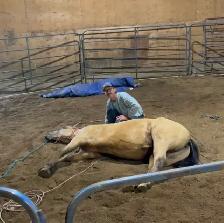 Horse Training - Photo 3