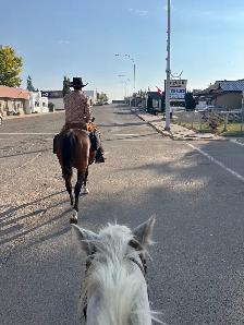 Horse Training - Photo 4