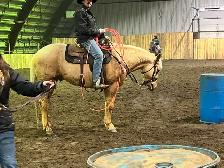 Horse Training - Photo 5