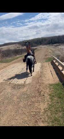 Horse Training - Photo 7