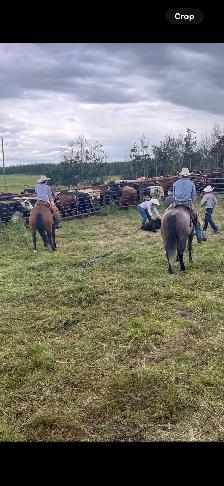 Horse Training - Photo 8