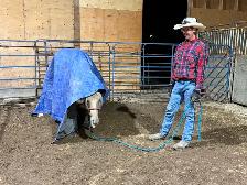 Horse Training - Photo 9