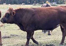 Coming 2 year old bull