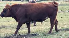 Coming 2 year old bull - Photo 2
