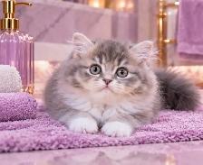 Purebred British Longhair Kitten Blue Bicolour (BLH a 03) - Photo 4