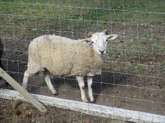 KATAHDIN X DORPER EWE LAMB