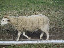 KATAHDIN X DORPER EWE LAMB - Photo 2
