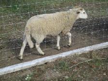 KATAHDIN X DORPER EWE LAMB - Photo 3